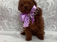 Kıpkırmızı Red Toy Poodle Sevimli Yavrular