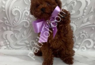 KIPKIRMIZI RED TOY POODLE SEVİMLİ YAVRULAR