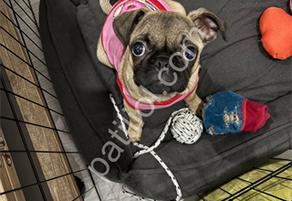 3 aylık dişi pug