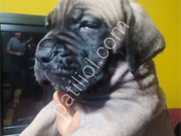 Safkan Cane Corso Fawn Dişi 45 Günlük