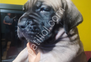 Safkan cane corso Fawn dişi 45 günlük