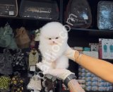 POMERRİAN boo yavrular