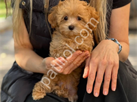 Türkiye’Nin En Güzel Maltipoo Yavruları