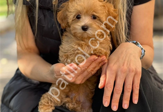 Türkiye’nin en güzel Maltipoo yavruları