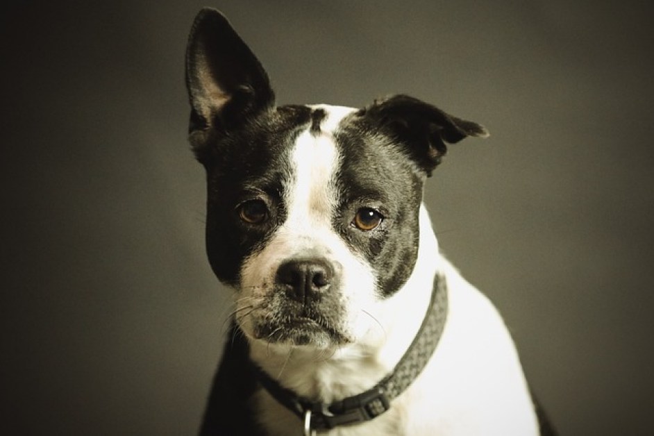 Köpek Sahiplenmenin Psikolojik Faydaları
