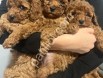 Resmi işletmeden Toy Poodle Yavruları