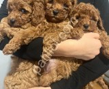 Resmi işletmeden Toy Poodle Yavruları