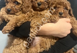 Resmi işletmeden Toy Poodle Yavruları