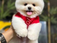 Ayı Suratlı Pomerrian Boo Yavrular