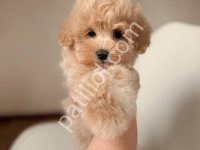Maltipoo Cinsi Yavrular Ev Üretimi