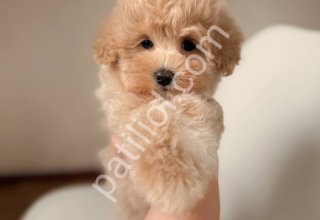 MALTİPOO CİNSİ YAVRULAR EV ÜRETİMİ