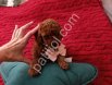 Antalya Satılık Toy Poodle Yavru – Sağlıklı ve Sevimli