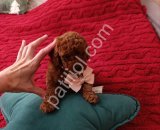 Antalya Satılık Toy Poodle Yavru – Sağlıklı ve Sevimli