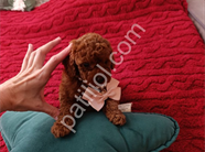 Antalya Satılık Toy Poodle Yavru – Sağlıklı ve Sevimli