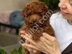 TOY POODLE SEVİMLİ YAVRULAR