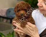 TOY POODLE SEVİMLİ YAVRULAR