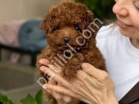 Toy Poodle Sevimli Yavrular