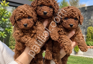 Özel Seçilmiş Safkan Toy Poodle Yavruları