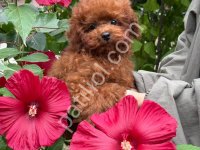 Toy Poodle Sevimli Yavrular
