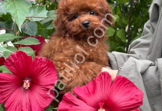 TOY POODLE SEVİMLİ YAVRULAR
