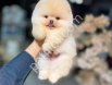 POMERRİAN BOO SEVİMLİ YAVRULAR