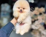 POMERRİAN BOO SEVİMLİ YAVRULAR