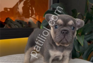 REZERVEYE AÇIK EGZOTİK FRENCH BULLDOG SAFKAN YAVRULARIM ÖZEL