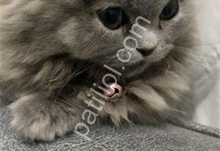 Scotish fold long hair blue golden 0 kulak