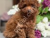 TOY POODLE SEVİMLİ YAVRULAR