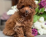 TOY POODLE SEVİMLİ YAVRULAR