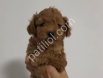 TOY POODLE SEVİMLİ YAVRULAR