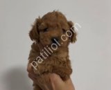 TOY POODLE SEVİMLİ YAVRULAR
