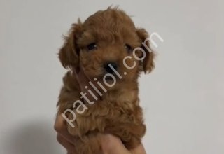 TOY POODLE SEVİMLİ YAVRULAR