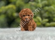 Show Kalite Toy Poodle Yavruları