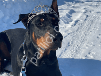 En Güzel Doberman