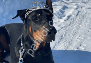 En Güzel Doberman