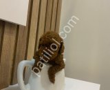 Dark brow eşsiz kalite