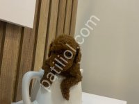 Dark Brow Eşsiz Kalite