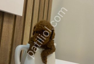 Dark brow eşsiz kalite