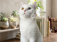 2 Yaşında Kısır Erkek Kedi