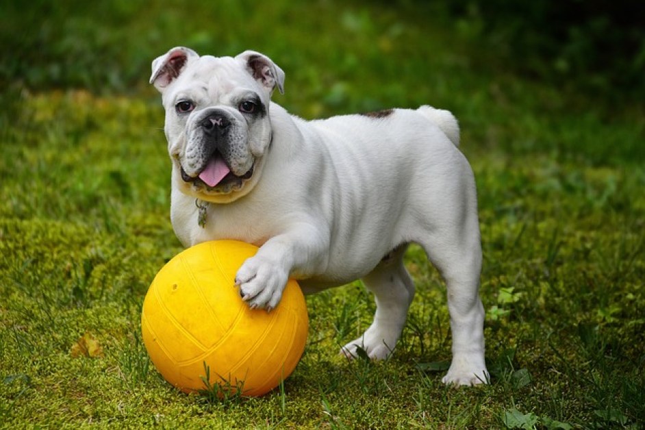 Köpeklerle Seyahat Etmenin Püf Noktaları