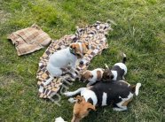 Safkan Maske Filminin Oyuncusu Jack Russell