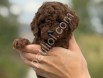 A kalite red brown poodle yavrularımız