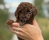 A kalite red brown poodle yavrularımız