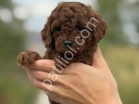 A Kalite Red Brown Poodle Yavrularımız