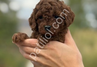 A kalite red brown poodle yavrularımız