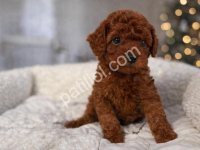 Sevimli Toy Poodle Yavruları