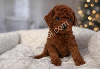 Sevimli Toy Poodle Yavruları