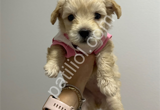 Minyatür Maltipoo yavrusu