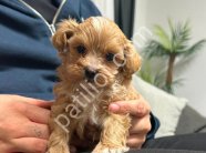 MALTİPOO CİNSİ YAVRULAR EV ÜRETİMİ